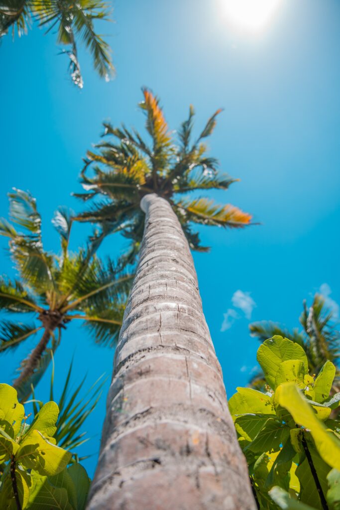 Soaring palm tree under bright summer sun with lush tropical green foliage and clear blue sky background Wallpaper