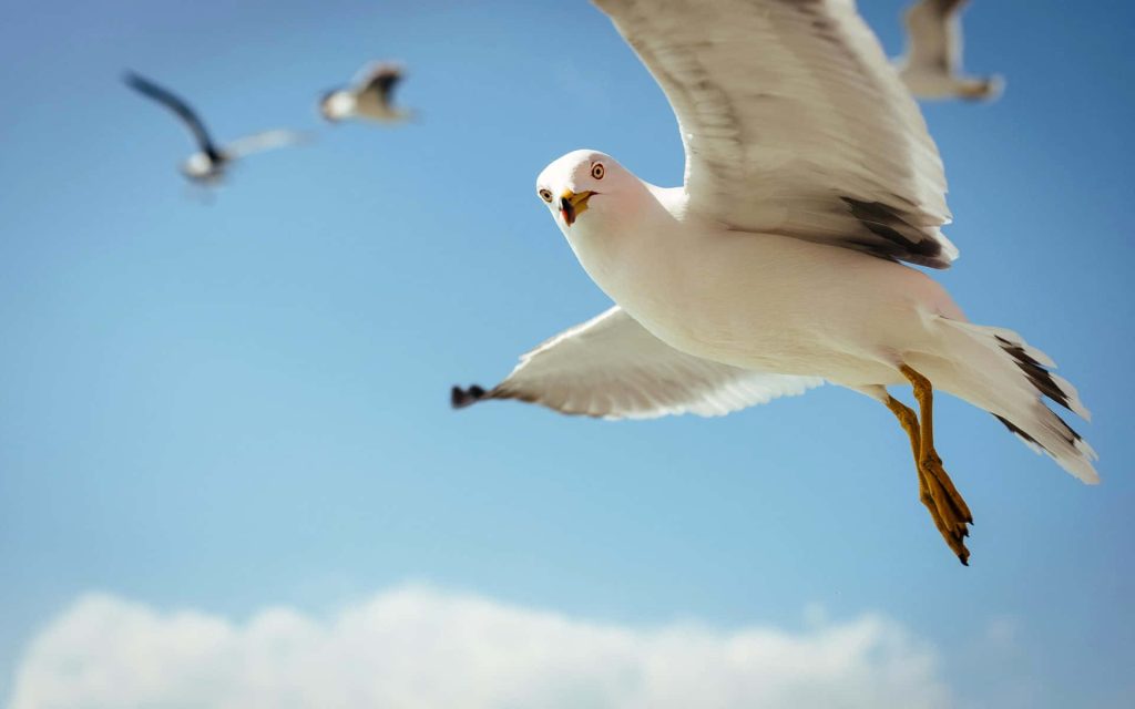 Seagull soaring toward camera with wings spread blue sky blurred gulls nature wallpaper background