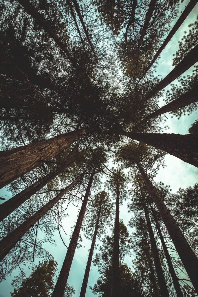 Bottom view of tall forest trees with sprawling branches under a dramatic cloudy sky wallpaper