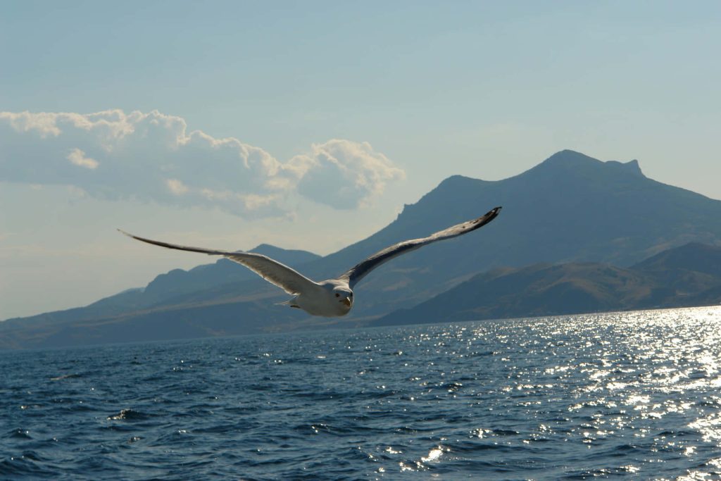 White seagull soaring over shimmering ocean with mountains and clear sky peaceful coastal scene Wallpaper