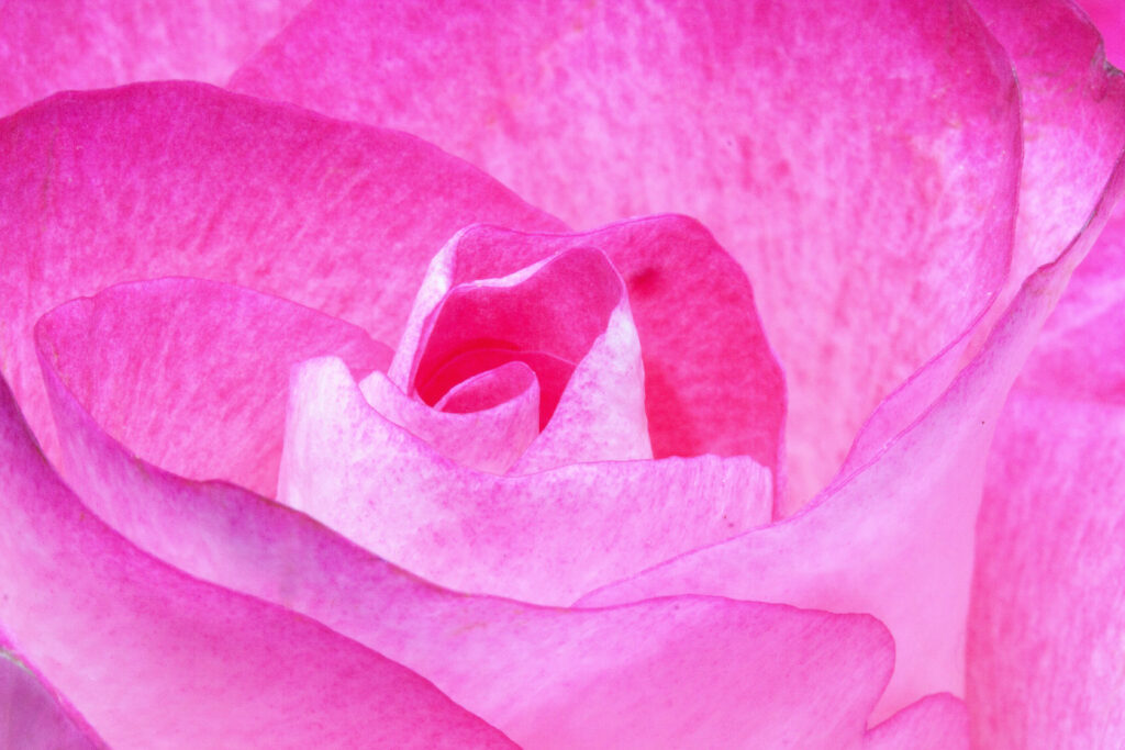 Macro close-up of vibrant pink rose petals highlighting delicate texture and soft layers Wallpaper