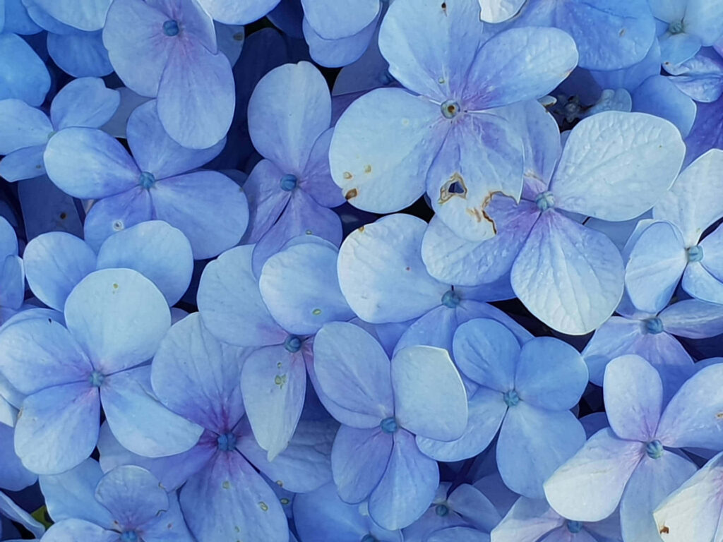 Serene Close-Up of Soft Blue Hydrangea Petals | Calming Floral Background Wallpaper