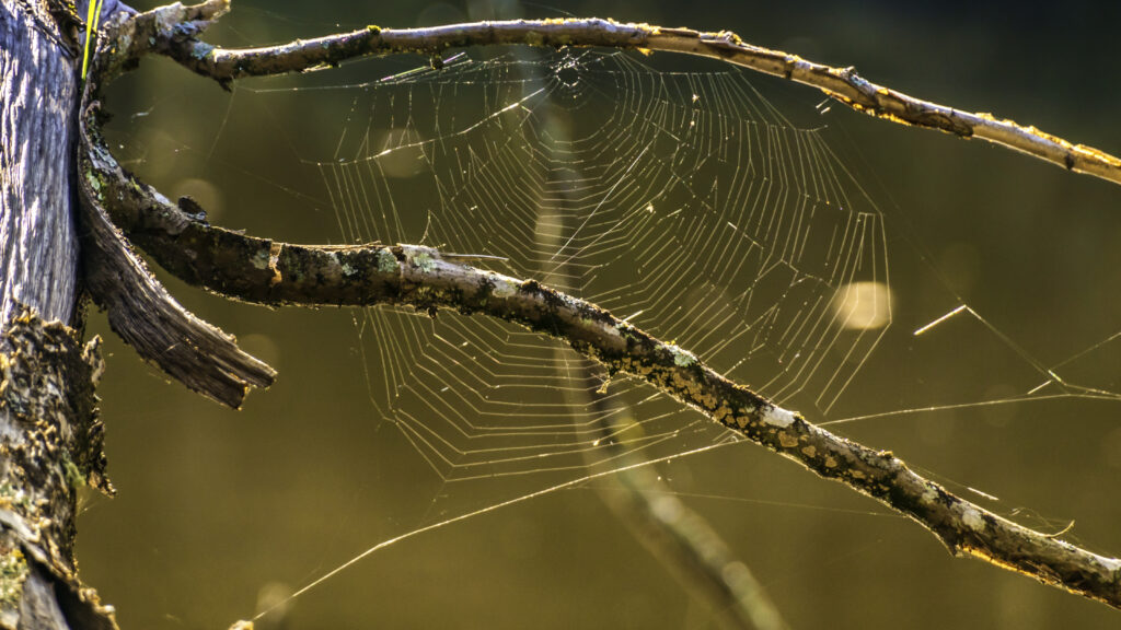 Serene Cobweb Wallpaper: Delicate Close-Up with Soft Blur Effect