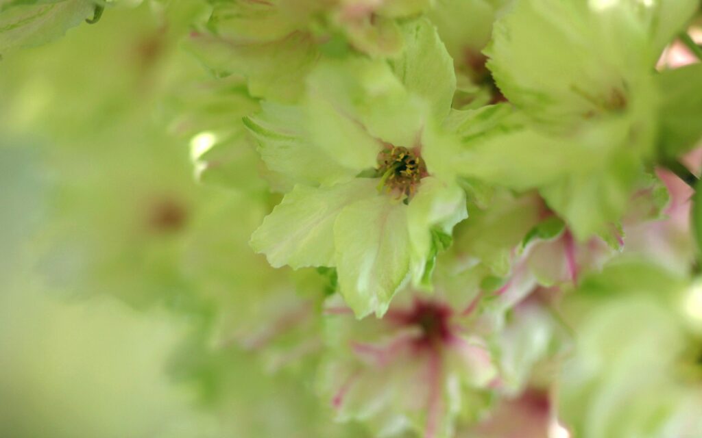 Close-Up Wallpaper: Soft Bright Green Flowers & Delicate Petals