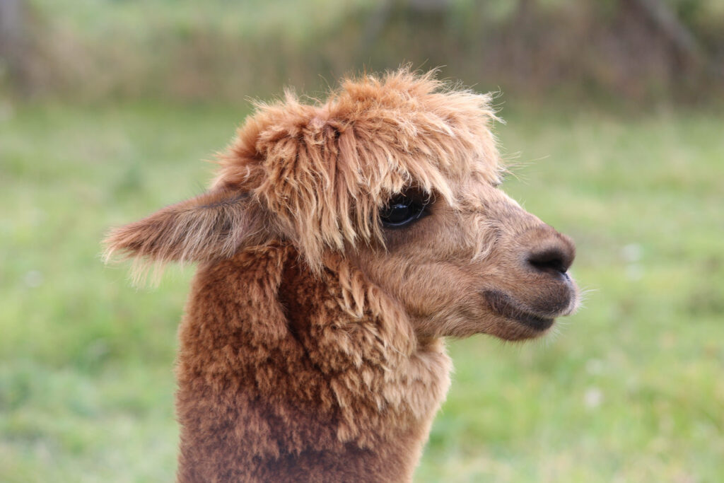 Soft brown alpaca with fluffy fur standing in green field profile view gentle expression wallpaper