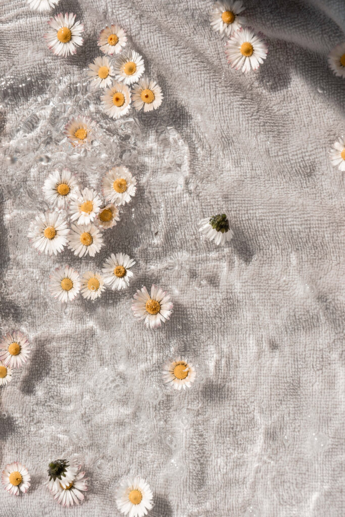 Tranquil Daisy Wallpaper: Soft White Blooms on Light Background