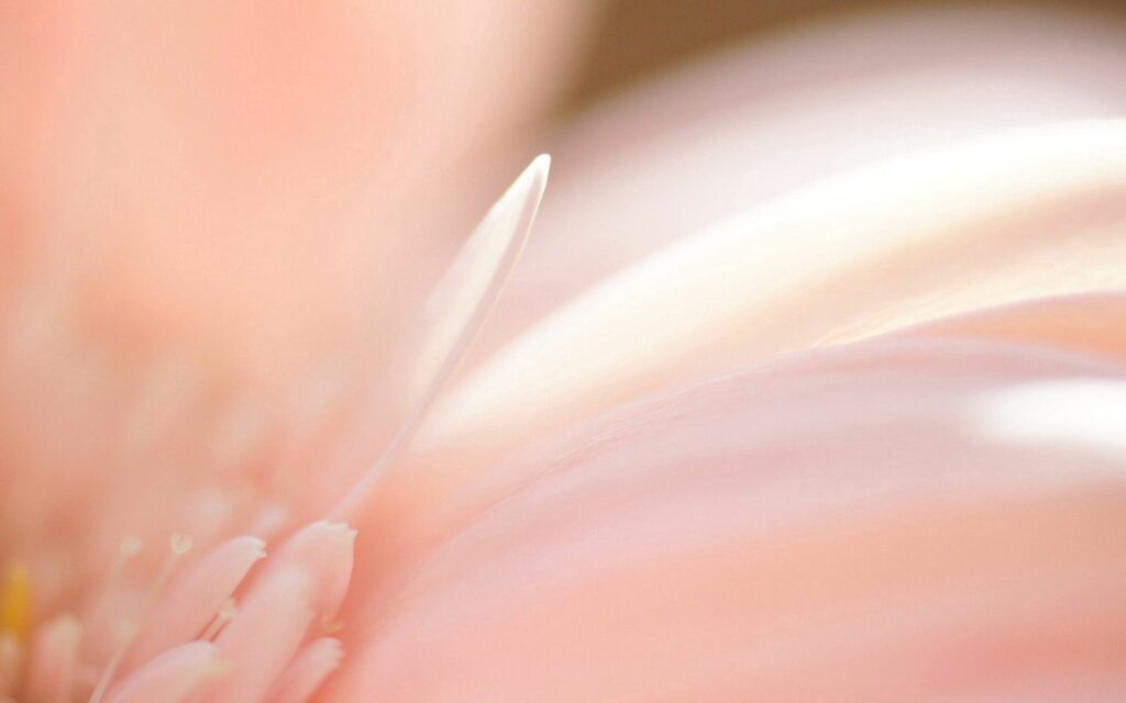 Soft Floral Wallpaper Background: Serene Pastel Petals Design