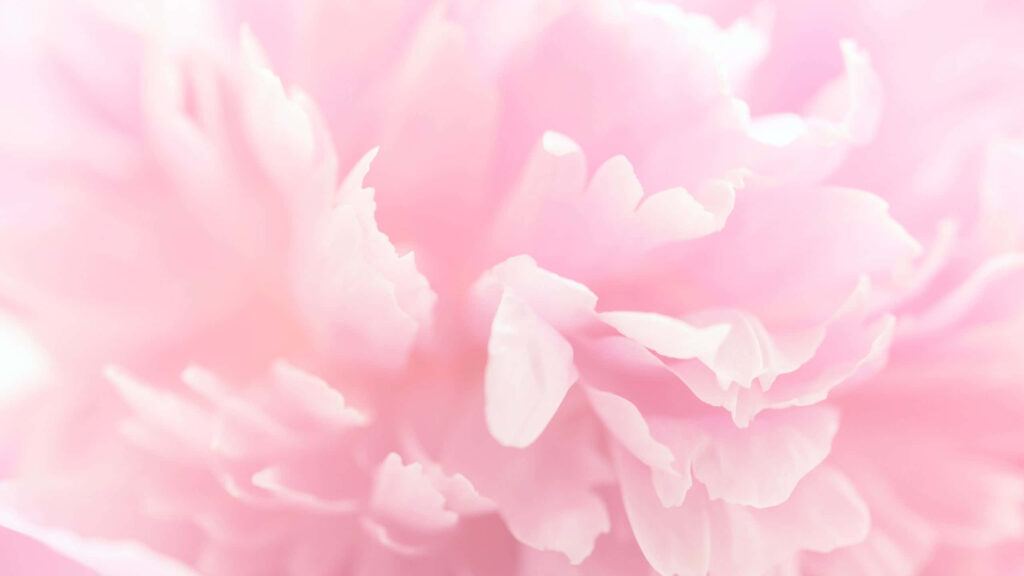 Soft Pink Carnation Wallpaper: Elegant Dreamy Background for Computers