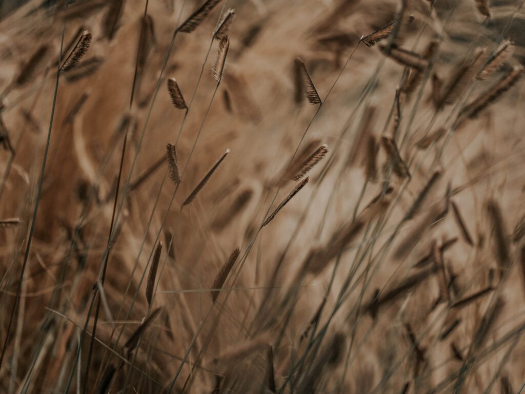 Soft Earthy Macro Image of Grass Spikelets for Wallpaper Background