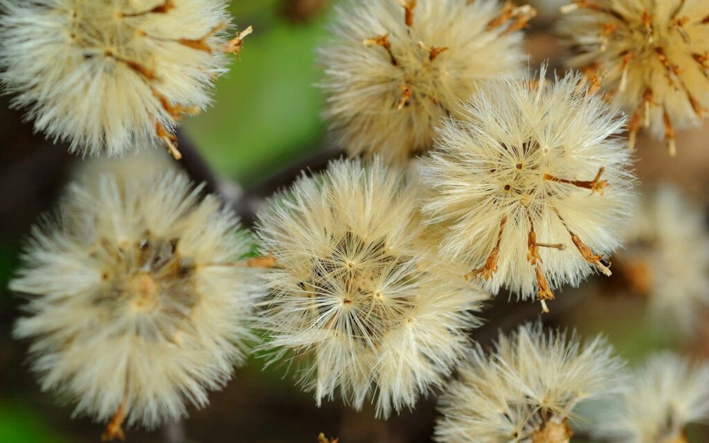 Soft Fluffy Dandelions Wallpaper - Natural Green Background Art