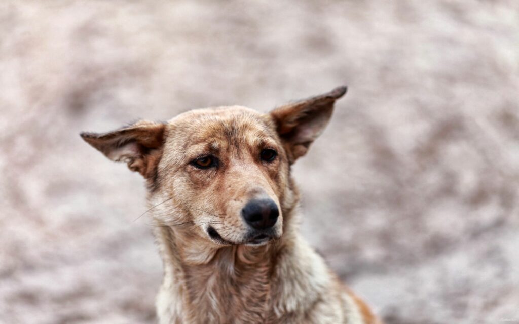 Melancholic Dog Close-Up: Soft Fluffy Coat & Gentle Expression Wallpaper