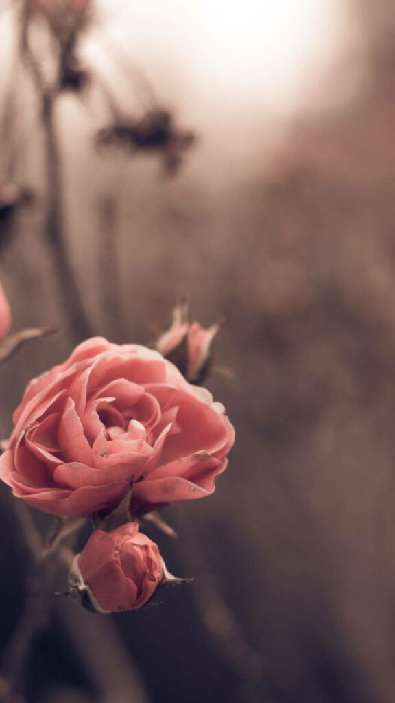 Soft-Focus Pink Roses Wallpaper for a Serene Romantic Background