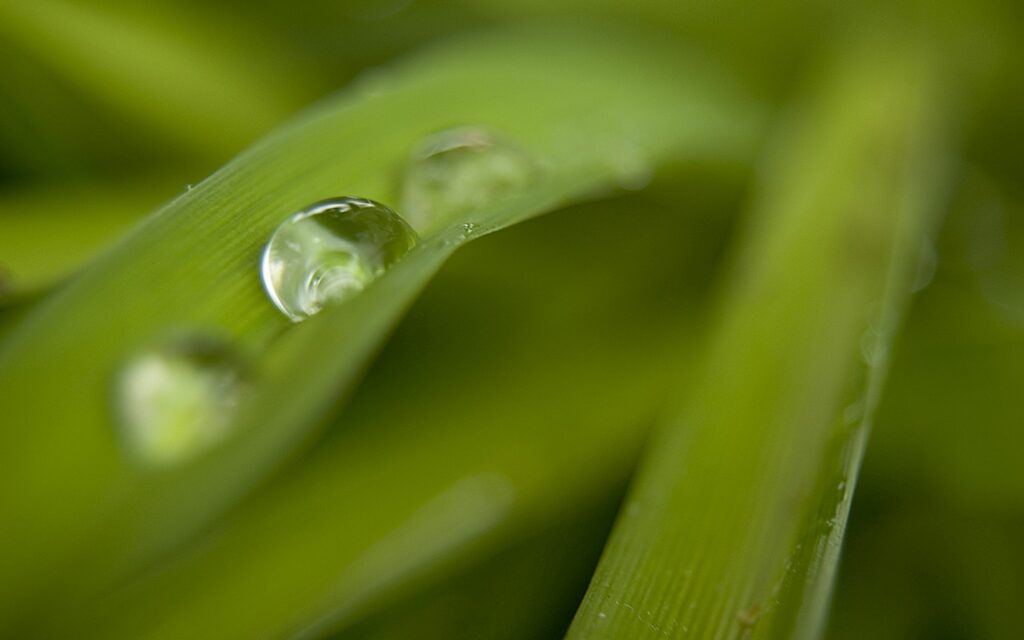 Fresh Green Grass with Dew Drops - Soft-Focus Wallpaper Background