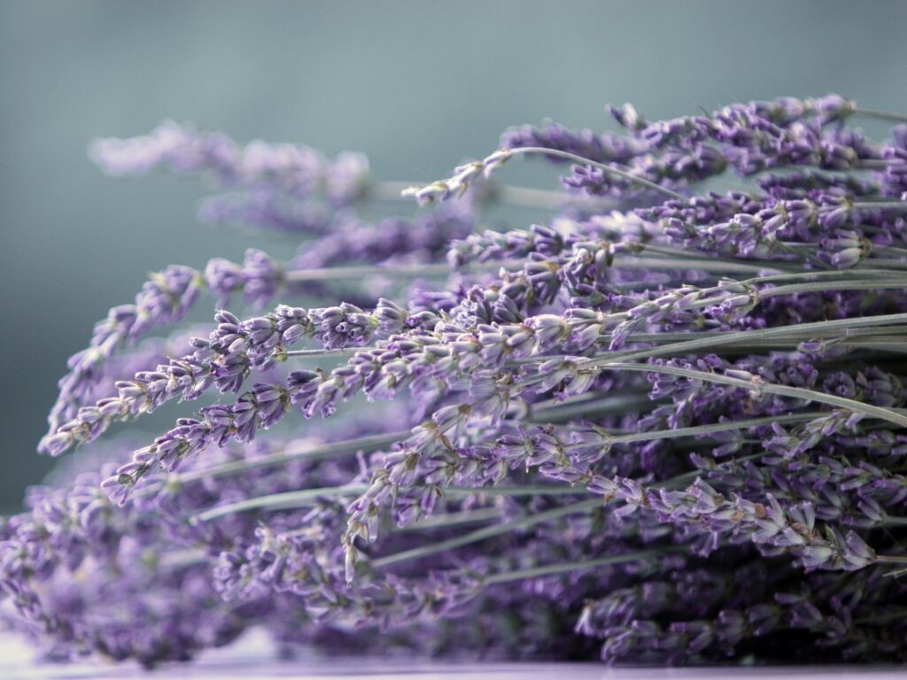 Delicate Lavender Flowers Close-Up Wallpaper in Soft Focus