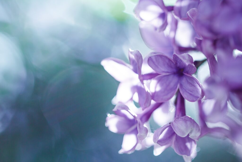 Delicate Lilac Petals Close-Up - Soft Focus Vibrant Wallpaper