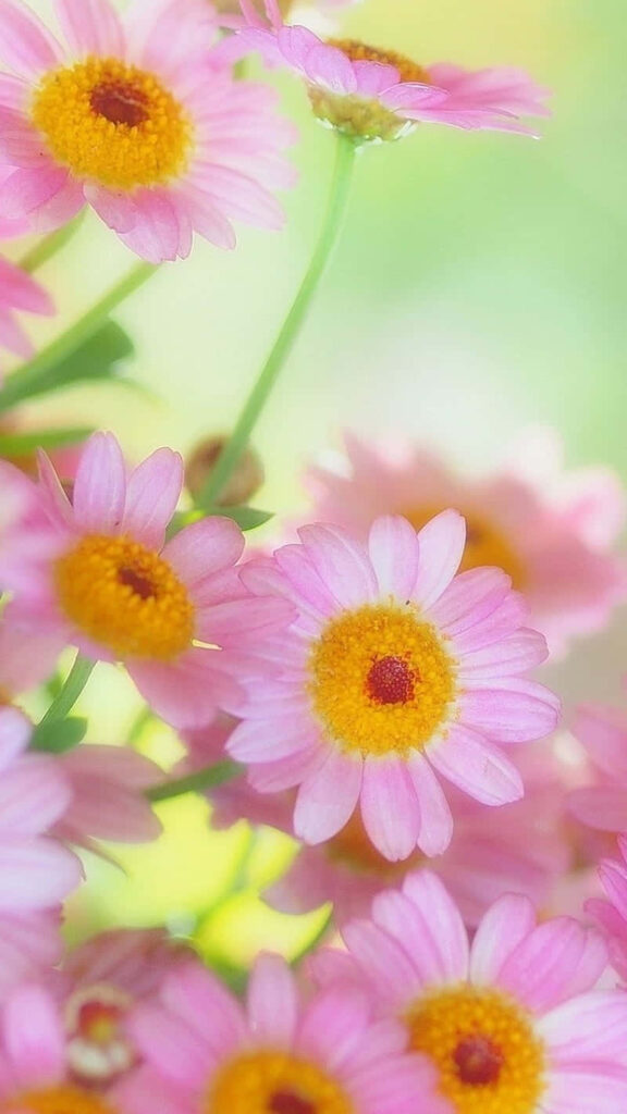 Soft-Focus Pink Daisies Wallpaper for a Fresh Springtime Feel