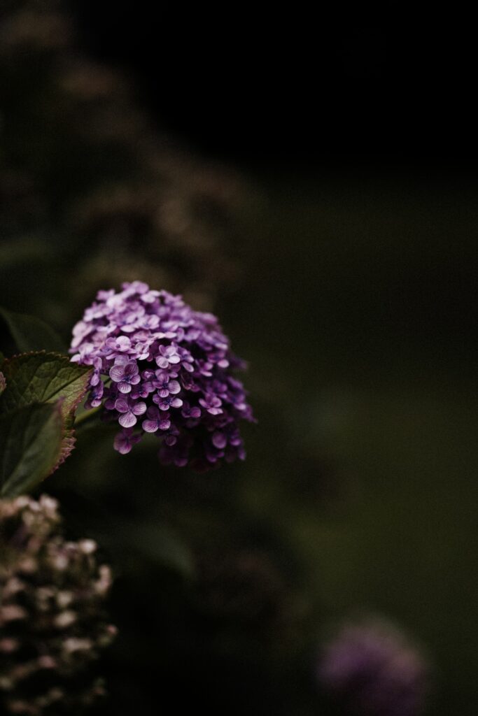 Lush Purple Hydrangea Close-Up with Green Leaves - Soft Focus Background Wallpaper