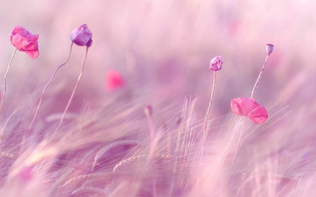 Tranquil Pastel Wheat Field Wallpaper with Soft-Focus Poppies