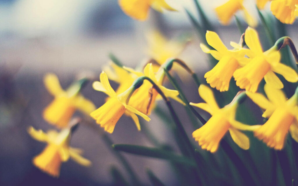 Serene Yellow Daffodils Wallpaper - Dreamy Focus-Blurred Background