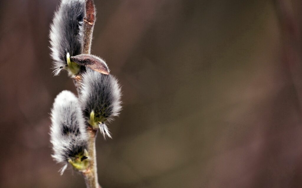 Willow Branch Catkins Close-Up Wallpaper: Soft and Furry Nature Beauty