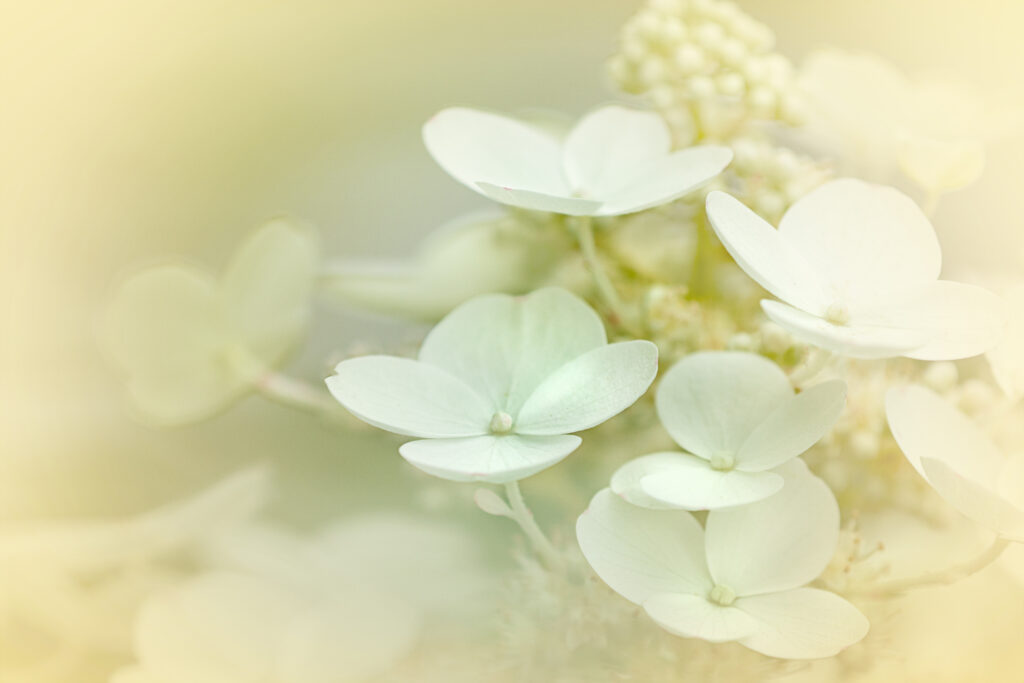Dreamy White Hydrangea Wallpaper: Ethereal Floral Background