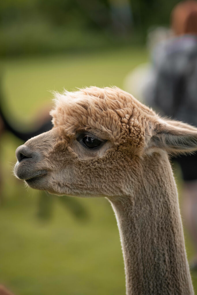 Close up of light brown alpaca with soft fur and gentle expression on blurred green background wallpaper