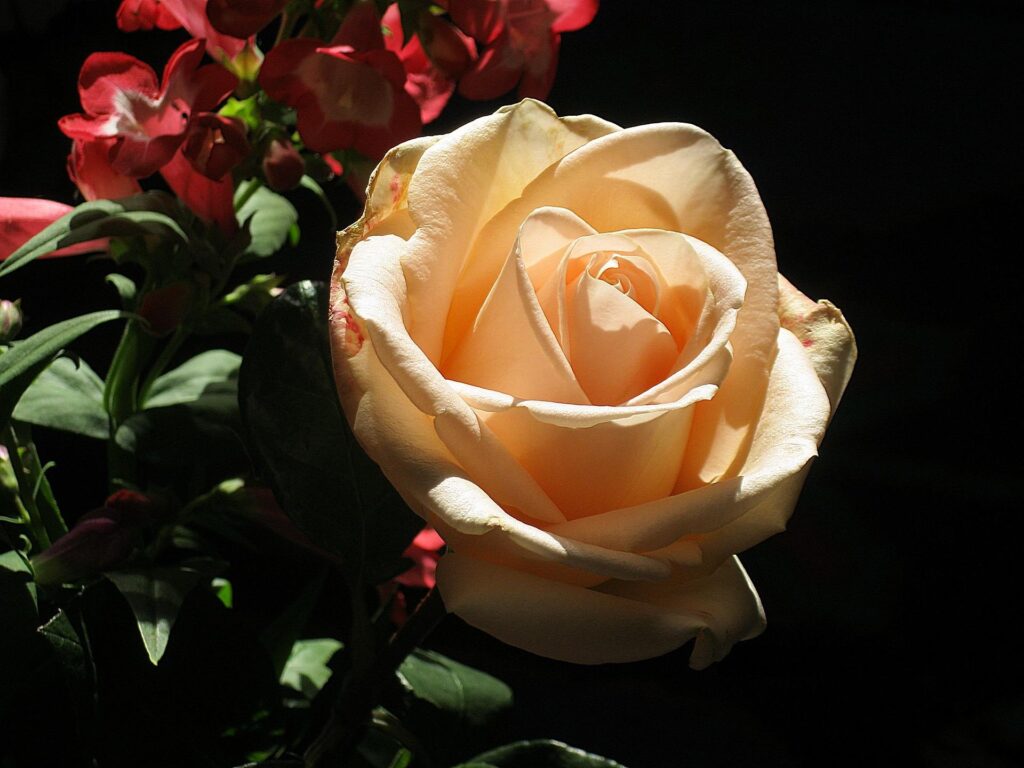 Close-Up of a Delicate Rose in Soft Light with Dark Foliage Background Wallpaper