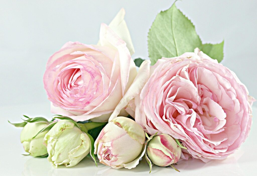 Soft Pale Pink Rose Wallpaper for a Serene Romantic Background