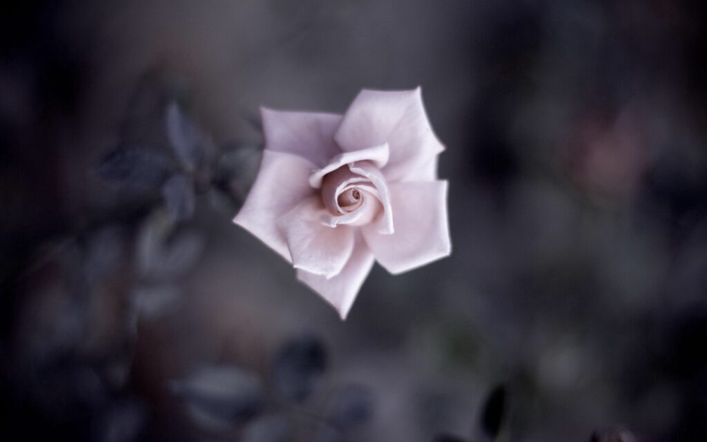 Pastel Flower Wallpaper: Gentle Beauty with Dark Background