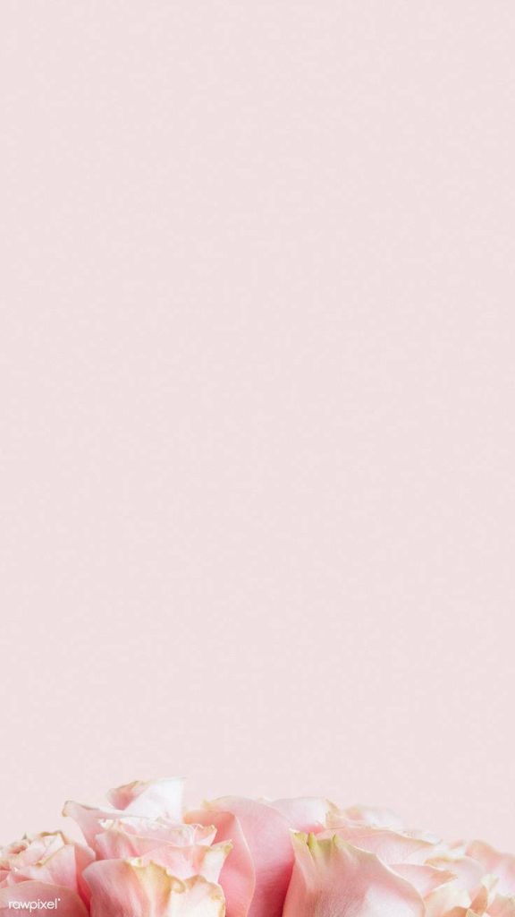 Soft pastel pink roses along bottom on minimalist blush pink wallpaper background
