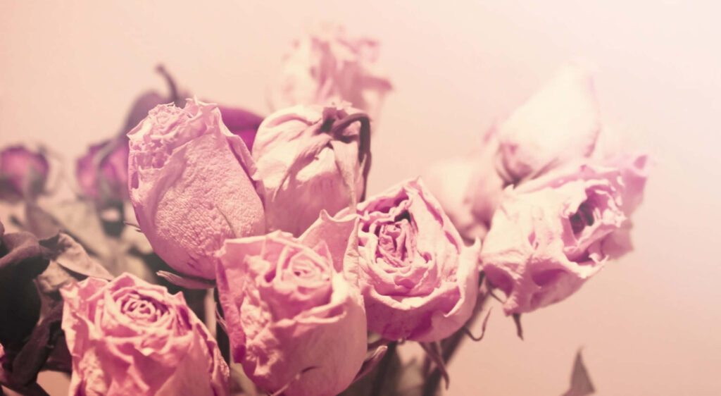 Dreamy 1440p Pink Aesthetic Wallpaper with Withered Roses Background