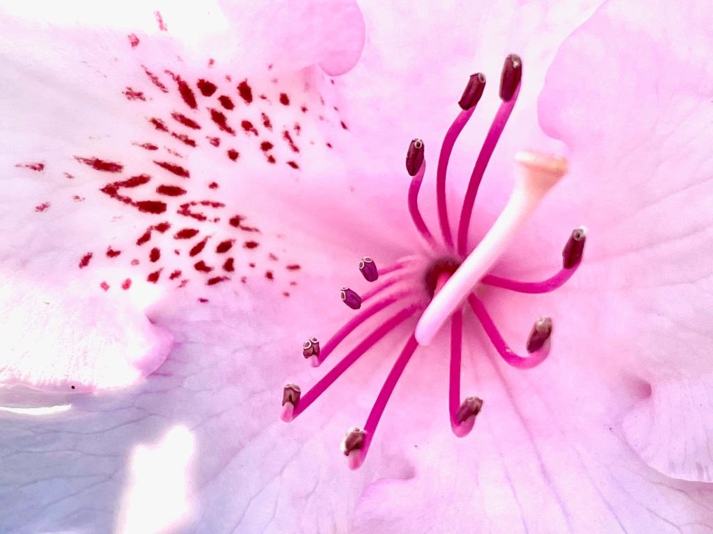 Close-up of soft pink azalea with red speckled petals and delicate stamens in bright light Wallpaper