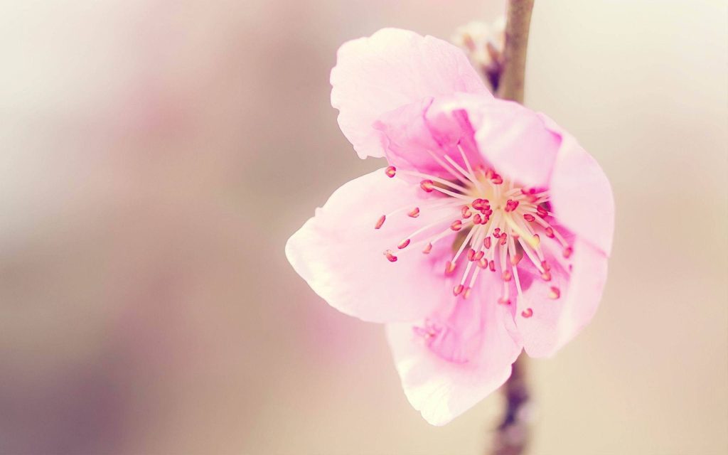 Soft pink blossom macro with creamy blurred background serene spring floral wallpaper