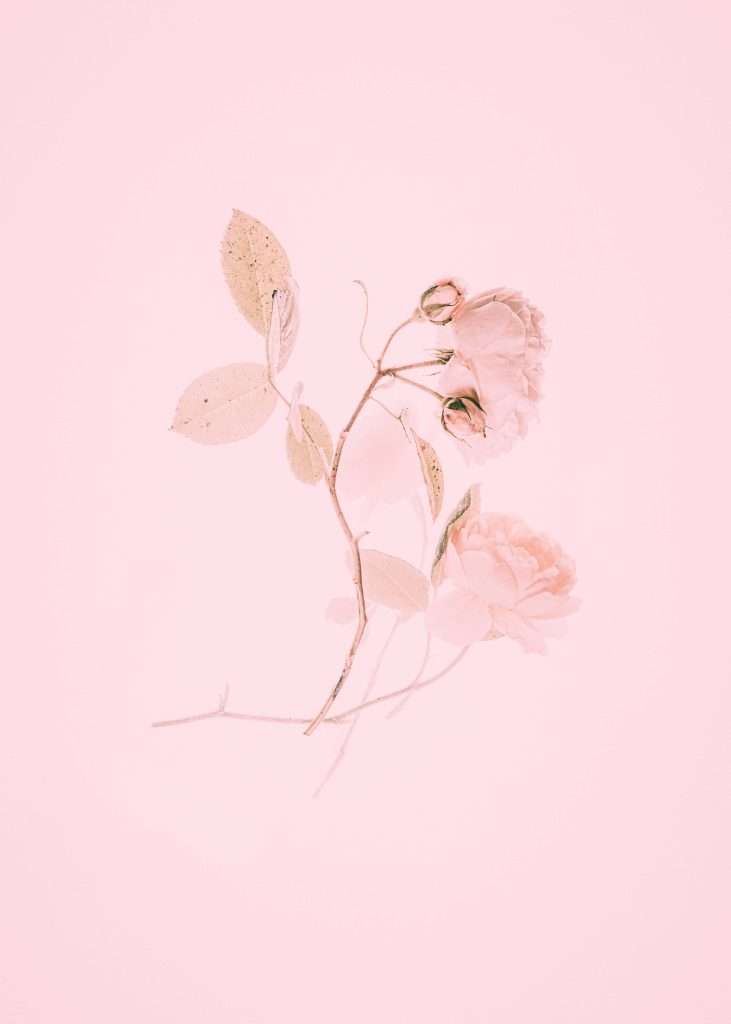 Soft pink wallpaper with delicate botanical rose on minimalist gradient background for serenity