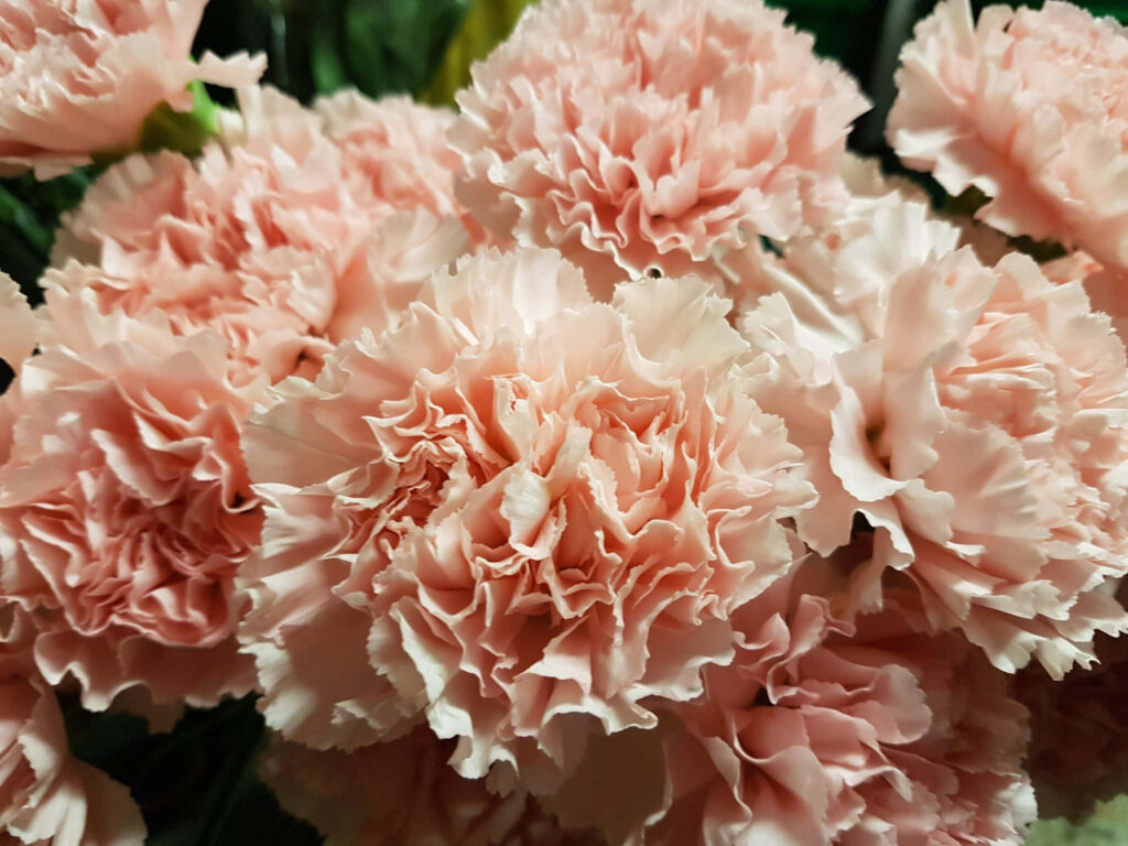 Soft Pink Carnations Wallpaper: Delicate Petals on Green Background
