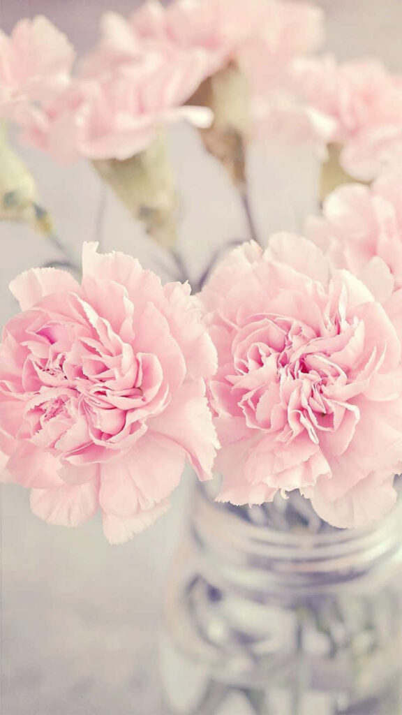 Delicate Pink Carnations Wallpaper: Romantic Floral Background