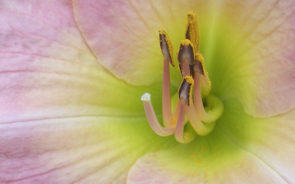 Delicate Pink Flower Close-Up with Green Gradient Wallpaper