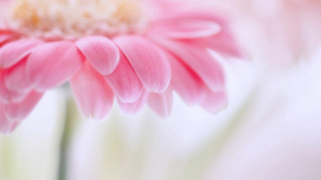 Delicate Pink Flower Petals: Soft Wallpaper Background Design