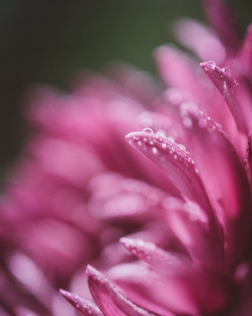 Soft Pink Flower Petals with Water Droplets - Macro Wallpaper Background