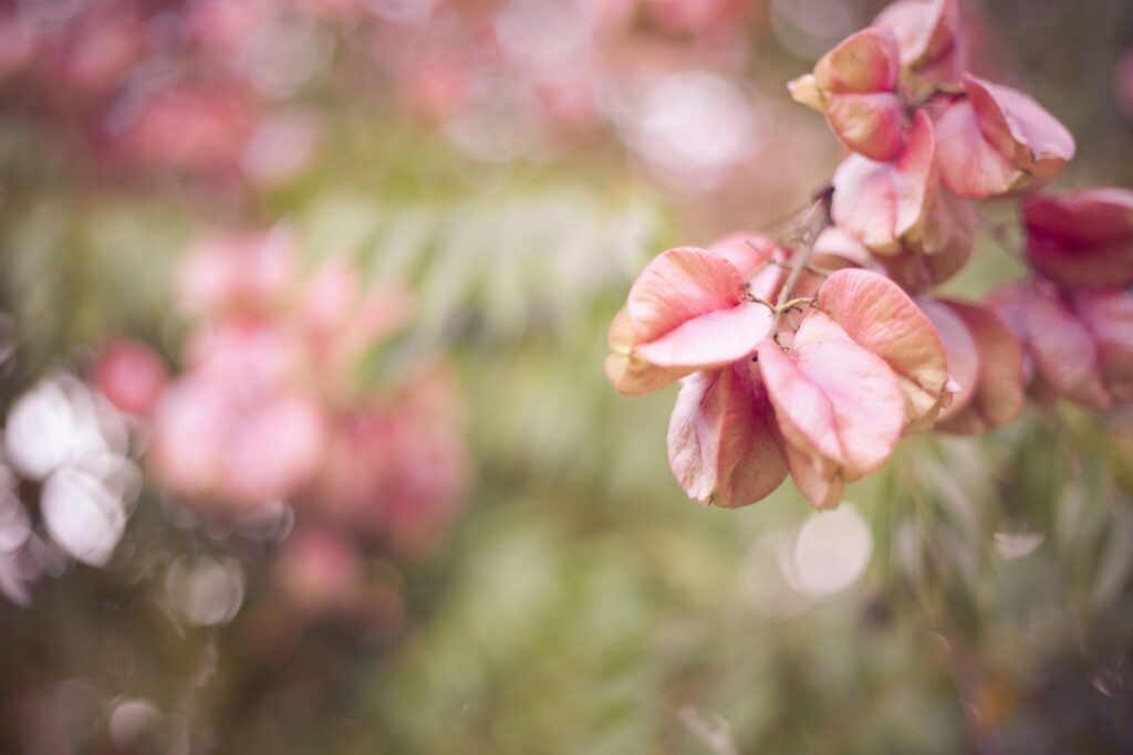 Soft Pink Petals on Green: Serene Floral Wallpaper Background