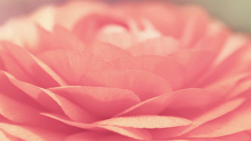 Soft Pink Flower Wallpaper: Delicate Petals & Gentle Light Background