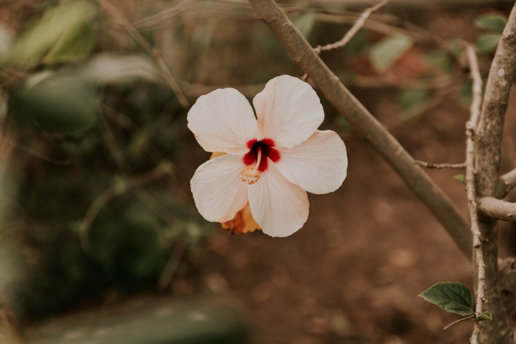 Delicate Pink Hibiscus Bloom on Earthy Background Wallpaper