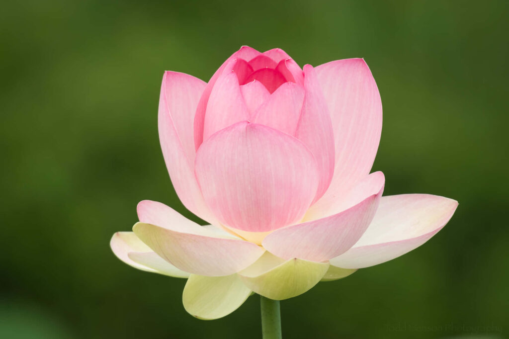 Soft Pink Lotus Flower Wallpaper: Elegant Nature Background
