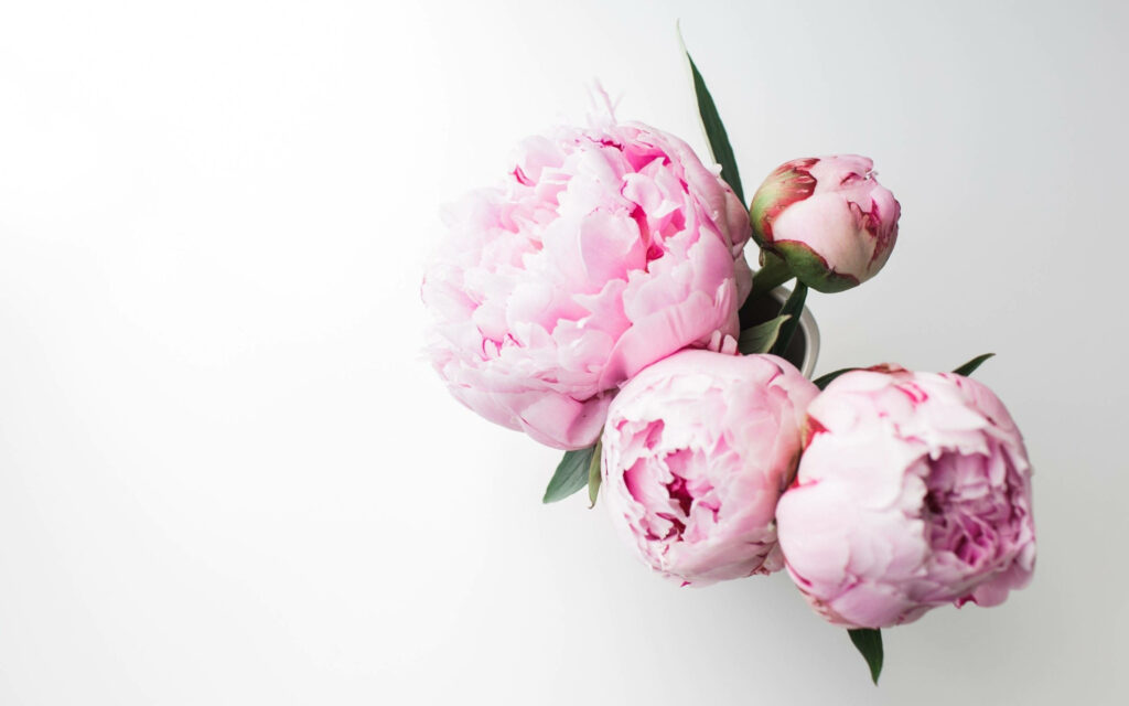 Soft Pink Peony Flowers Wallpaper: Delicate Petals & Green Leaves