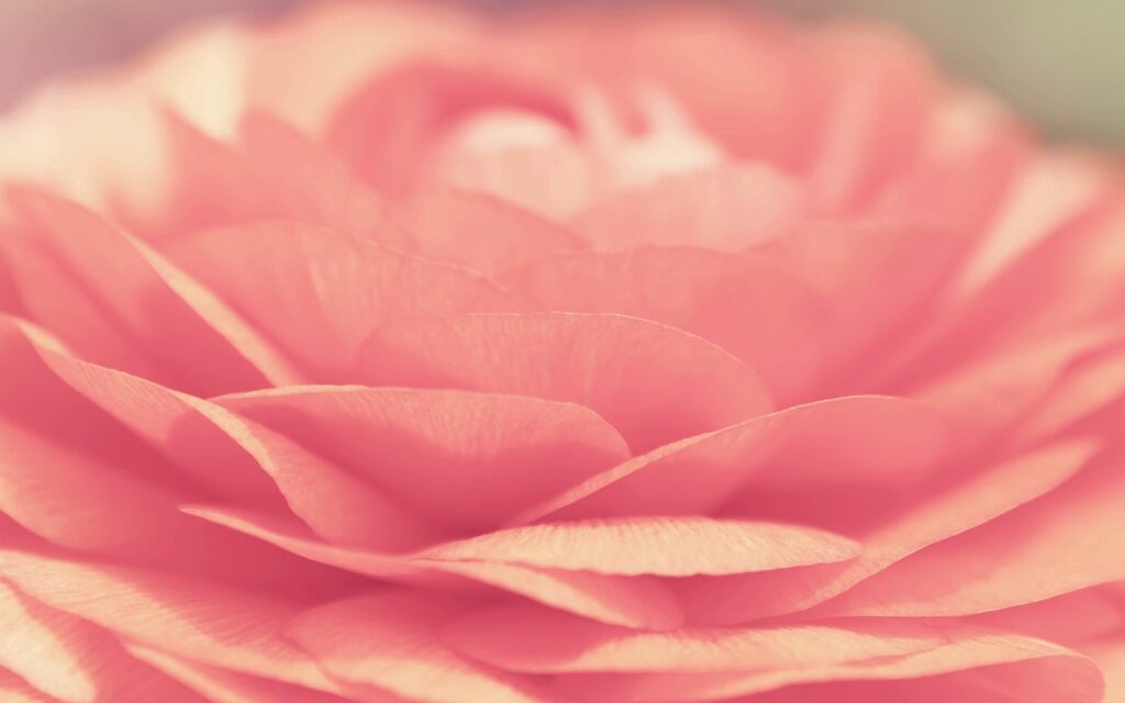 Soft Pink Rose Close-Up: Bright & Warm Wallpaper Background