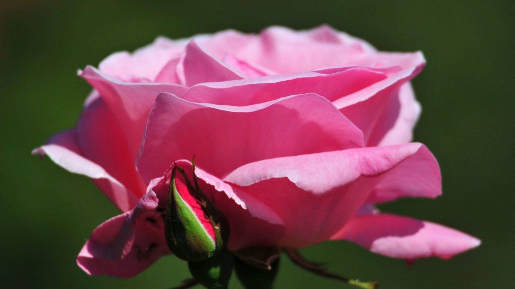 Macro shot of a soft pink rose in bloom with bud softly lit against dark green garden background Wallpaper
