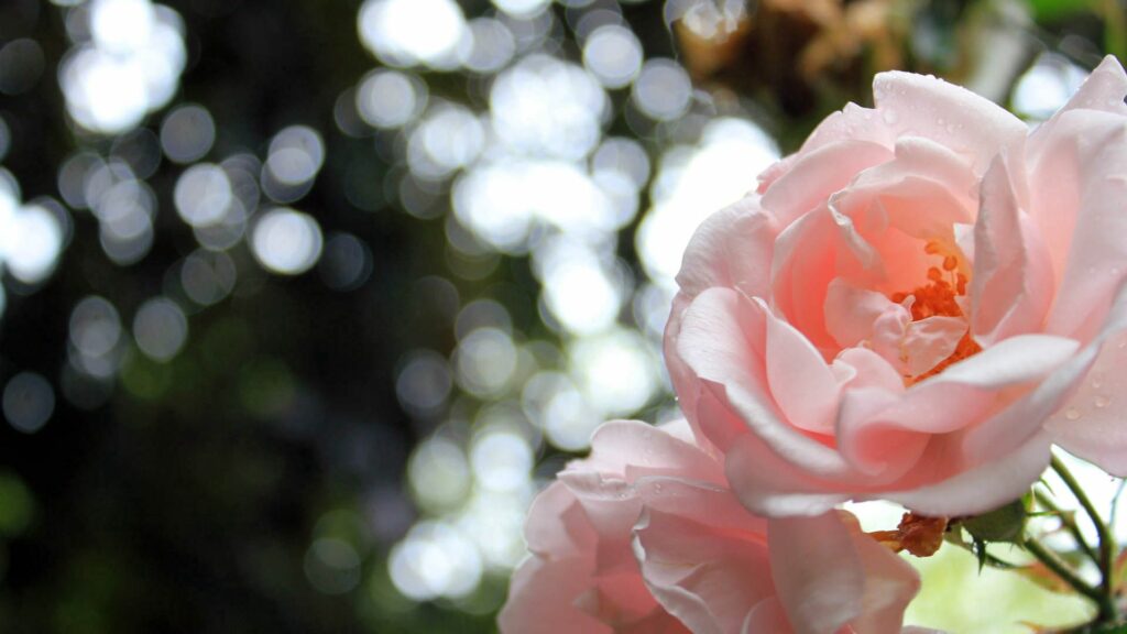 Soft Pink Rose Wallpaper: Delicate Petals & Blurry Greenery Bokeh
