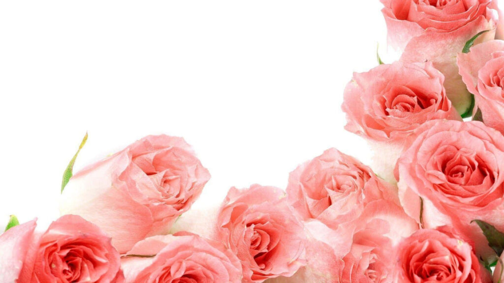Elegant Pink Rose Wallpaper on White Background - Serene Design