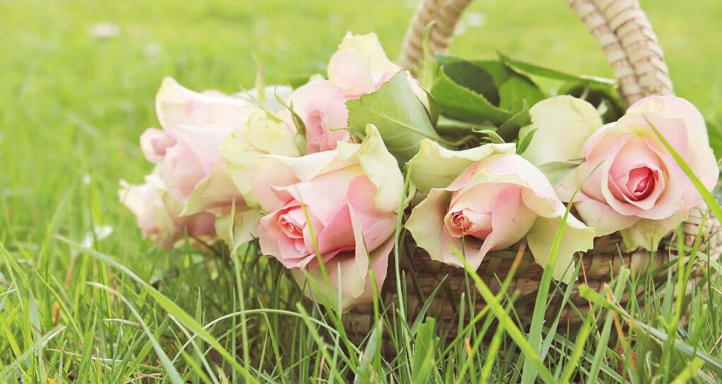 Tranquil Pink Roses on Green Grass - Serene Nature Background Wallpaper