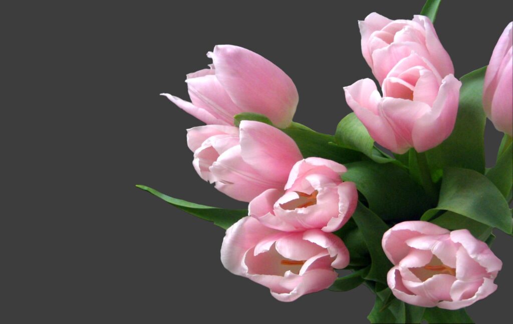 Soft Pink Tulip Bouquet Wallpaper on Dark Background - Delicate Design